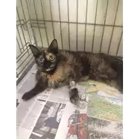 Foto dell\'animale gatto - Matr. 2017/1155 - Microchip 380260043318608