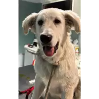 Foto dell\'animale cane - Matr. 2023/0103 - Microchip 380260044751019