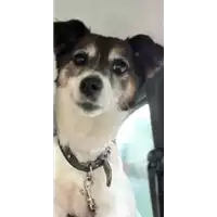 Foto dell\'animale cane - Matr. 2023/0107 - Microchip 380260044914122