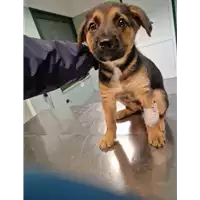 Foto dell\'animale cane - Matr. 2023/0115 - Microchip 380260044914221