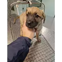 Foto dell\'animale cane - Matr. 2023/0116 - Microchip 380260044913671