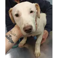 Foto dell\'animale cane - Matr. 2023/0119 - Microchip 380260044913545
