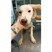 cane - Matr. 2023/0120 - Microchip 380260044913461