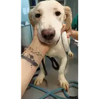 Foto dell\'animale cane - Matr. 2023/0121 - Microchip 380260044913863