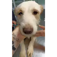 Foto dell\'animale cane - Matr. 2023/0123 - Microchip 380260044914248