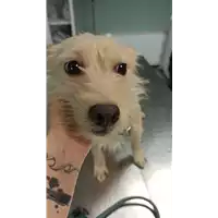 Foto dell\'animale cane - Matr. 2023/0124 - Microchip 380260044913832