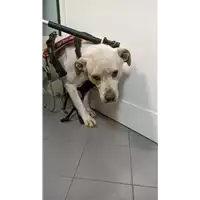 Foto dell\'animale cane - Matr. 2023/0125 - Microchip 380260044913721