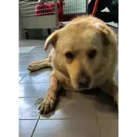 Foto dell\'animale cane - Matr. 2023/0118 - Microchip 380260044914314