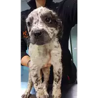 Foto dell\'animale cane - Matr. 2023/0127 - Microchip 380260044913862