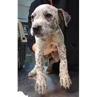 Foto dell\'animale cane - Matr. 2023/0128 - Microchip 380260044914194