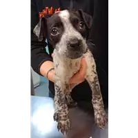 Foto dell\'animale cane - Matr. 2023/0129 - Microchip 380260044914215
