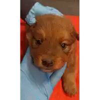 Foto dell\'animale cane - Matr. 2023/0130 - Microchip 380260044750250