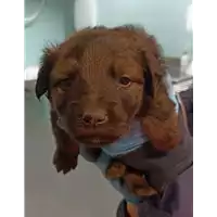 Foto dell\'animale cane - Matr. 2023/0131 - Microchip 380260044750864