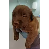 Foto dell\'animale cane - Matr. 2023/0132 - Microchip 380260044750249