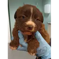 Foto dell\'animale cane - Matr. 2023/0133 - Microchip 380260044750920