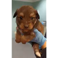 Foto dell\'animale cane - Matr. 2023/0134 - Microchip 380260044750802