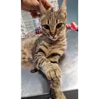 Foto dell\'animale gatto - Matr. 2023/0141 - Microchip 380260044750722