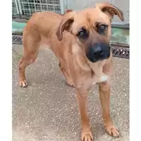 Foto dell\'animale cane - Matr. 2023/0144 - Microchip 380260044750208