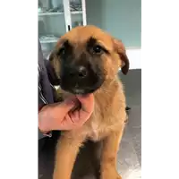 Foto dell\'animale cane - Matr. 2023/0148 - Microchip 380260044750860