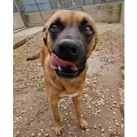 cane - Matr. 2020/1699 - Microchip 380260044476919
