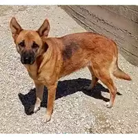 Foto dell\'animale cane - Matr. 2016/2135 - Microchip 380260042717015