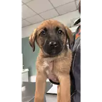 Foto dell\'animale cane - Matr. 2023/0145 - Microchip 380260044751077