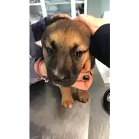 Foto dell\'animale cane - Matr. 2023/0146 - Microchip 380260044750709