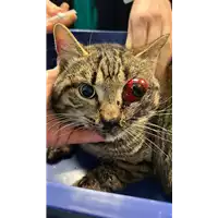 Foto dell\'animale gatto - Matr. 2023/0152 - Microchip 380260044732572