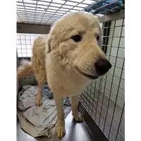Foto dell\'animale cane - Matr. 2023/0154 - Microchip 380260044733116