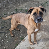 Foto dell\'animale cane - Matr. 2023/0153 - Microchip 380260044749009