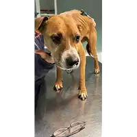 Foto dell\'animale cane - Matr. 2023/0156 - Microchip 380260101984889