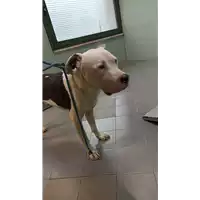 Foto dell\'animale cane - Matr. 2023/0157 - Microchip 380260004200866