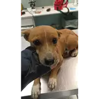 Foto dell\'animale cane - Matr. 2023/0158 - Microchip 380260044929809