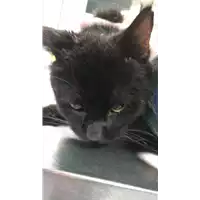 Foto dell\'animale gatto - Matr. 2023/0159 - Microchip 380260044733040