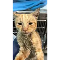 Foto dell\'animale gatto - Matr. 2023/0164 - Microchip 380260044732195