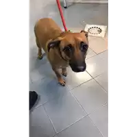 Foto dell\'animale cane - Matr. 2023/0165 - Microchip 380260101873690