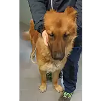 Foto dell\'animale cane - Matr. 2023/0168 - Microchip 380260044733000