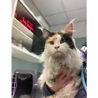 Foto dell\'animale gatto - Matr. 2023/0019 - Microchip 380260100493460