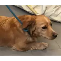 Foto dell\'animale cane - Matr. 2023/0173 - Microchip 380260044732635