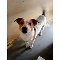 Foto dell\'animale cane - Matr. 2023/0179 - Microchip 380260044731551