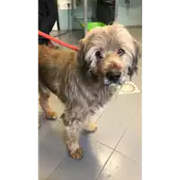 Foto dell\'animale cane - Matr. 2023/0177 - Microchip 380260044731959
