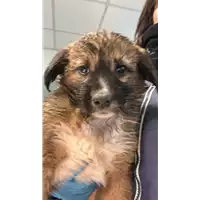 Foto dell\'animale cane - Matr. 2023/0180 - Microchip 380260044732988