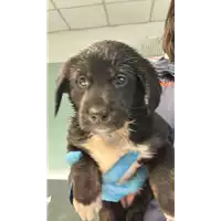 Foto dell\'animale cane - Matr. 2023/0181 - Microchip 380260044931540