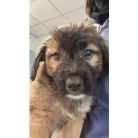 Foto dell\'animale cane - Matr. 2023/0182 - Microchip 380260044926783