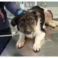 Foto dell\'animale cane - Matr. 2023/0184 - Microchip 380260044732569