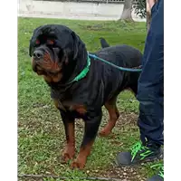 cane - Matr. 2023/0187 - Microchip 380260044931664