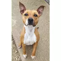 Foto dell\'animale cane - Matr. 2022/1654 - Microchip 380260044733152