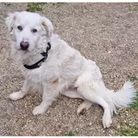 Foto dell\'animale cane - Matr. 2023/0200 - Microchip 380260101124976