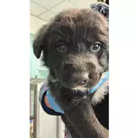 Foto dell\'animale cane - Matr. 2023/0193 - Microchip 380260044926899