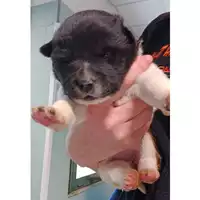 Foto dell\'animale cane - Matr. 2023/0194 - Microchip 380260044929811